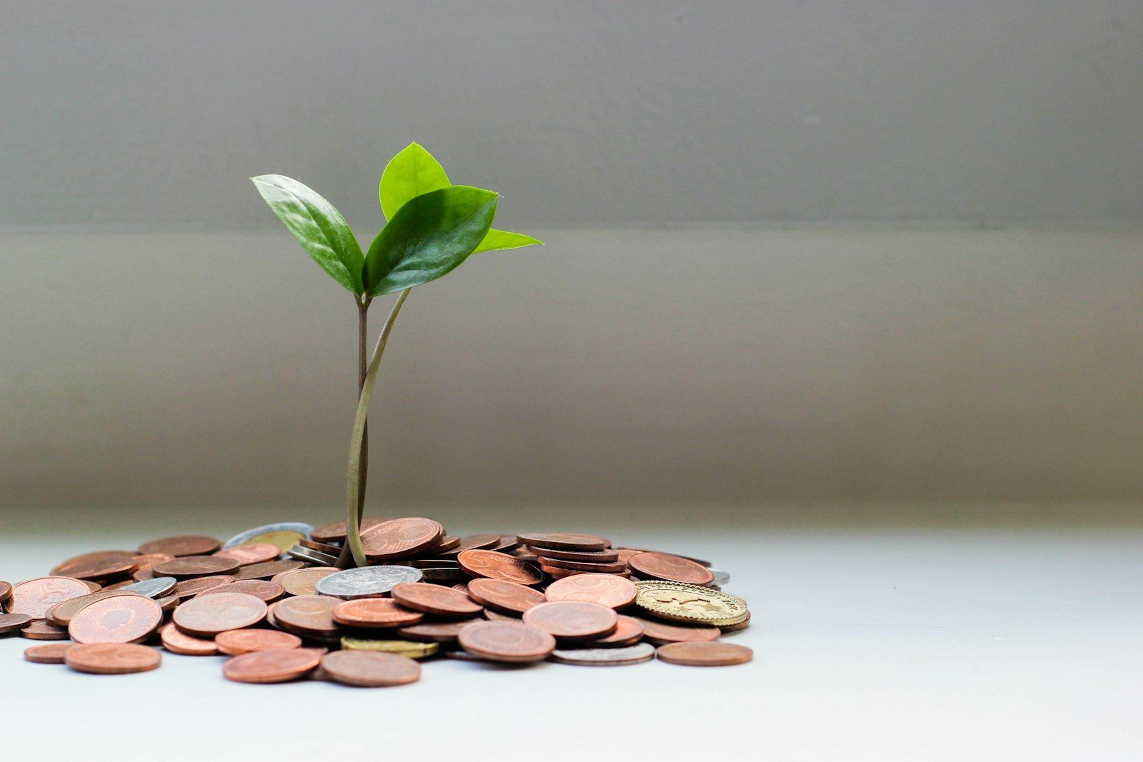 Green seedling growing from a pile of coins